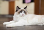 Gato Ragdoll