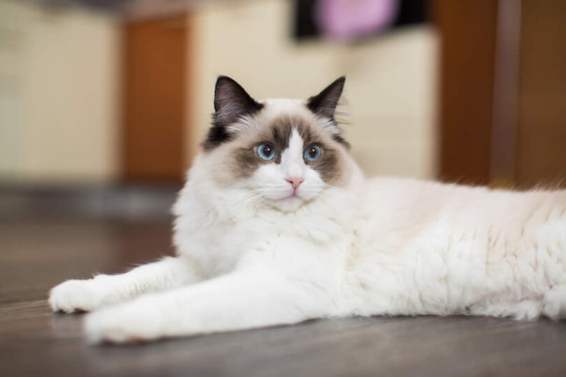 Gato Ragdoll