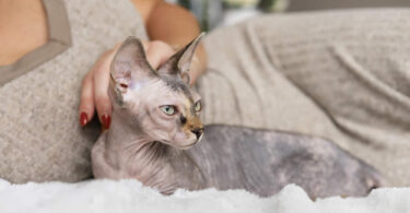 Gato Sphynx