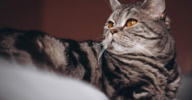 gato american shorthair